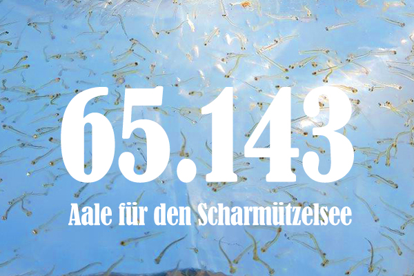 aalbesatz scharmueztelsee